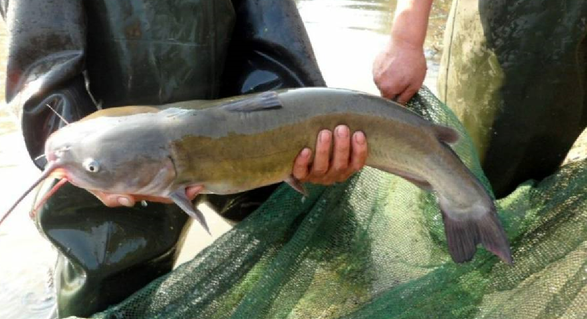 鯰（nián）魚