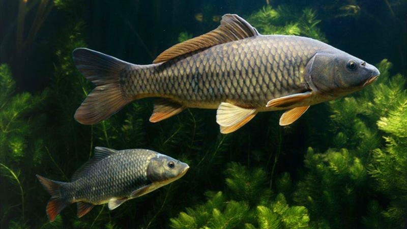 鯉魚（yú）